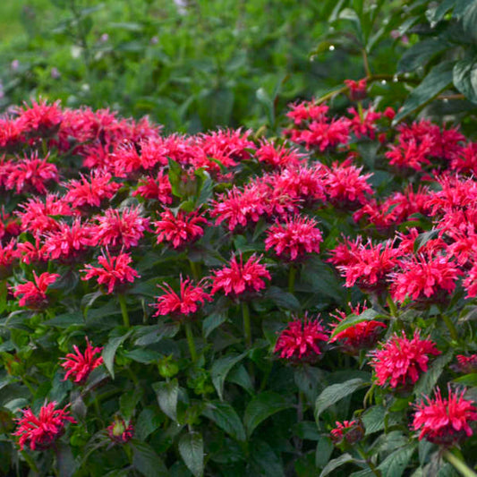 1 Gallon Pot: Monarda Sugar Buzz® 'Cherry Pops' PP27619 Bee Balm