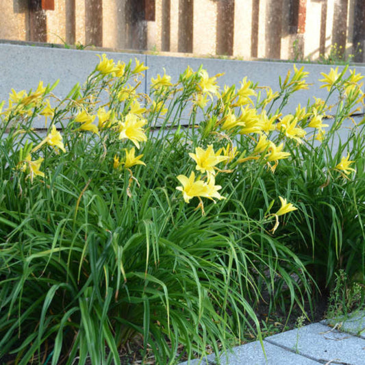 Hyperion Daylily perennial plant with blooms