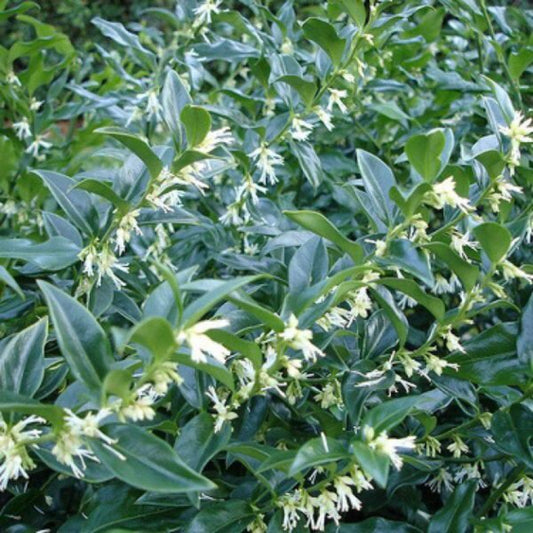 Sarcococca confusa Sweet Box plant with compact growth habit
