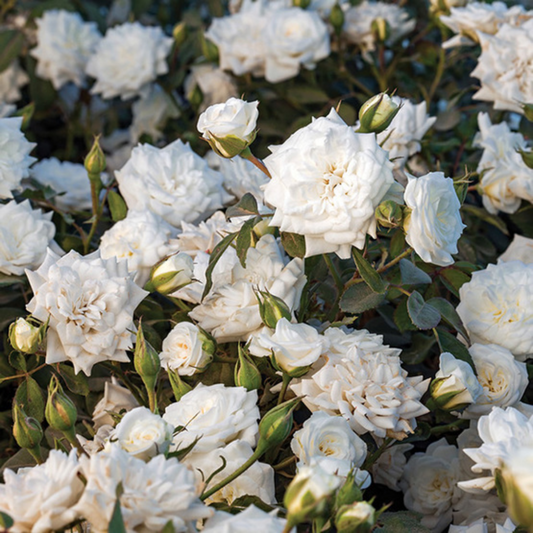 Close petals of White Drift Rose showing soft texture