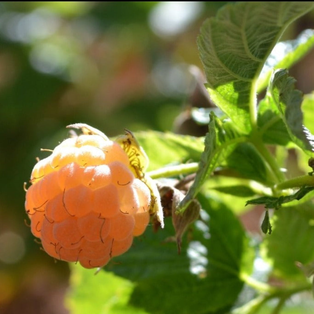 Close-up of Fall Gold golden raspberries showing large conical fruit shape