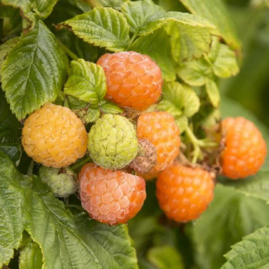 Fall Gold raspberry plant in pot ready for home garden planting