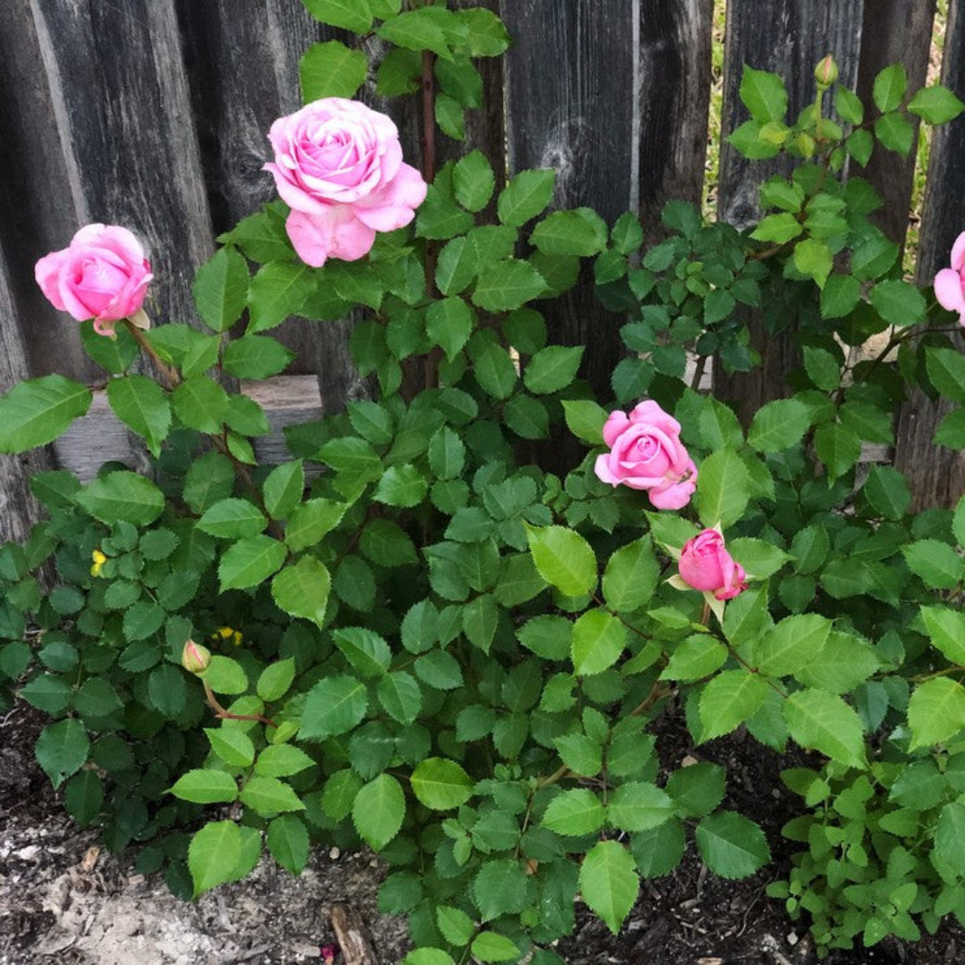 Blooming Belinda’s Dream Rose plant showing bright petals and well-shaped growth.