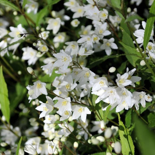 Deutzia gracilis outdoor flowering plant with fresh white blossoms