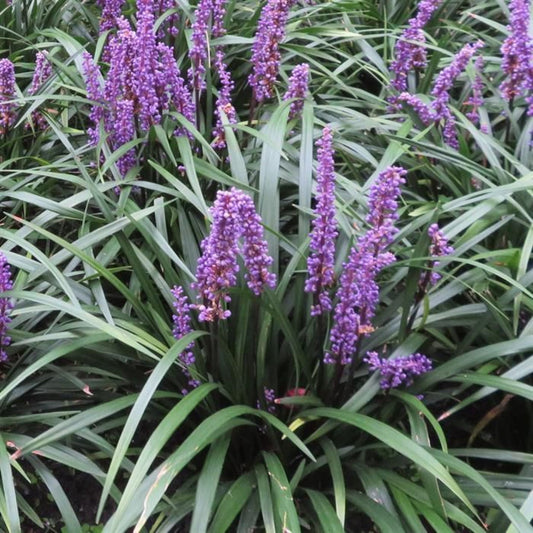 Evergreen Liriope Classic Blue foliage close-up