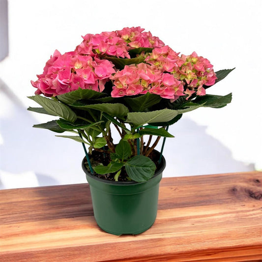 Early Rosa Hydrangea Plant – shrub