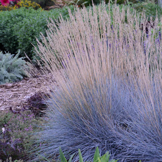 Grass: Festuca glauca Blue Fescue – evergreen shrub