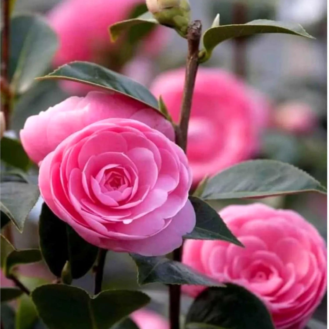 Pink Perfection Camellia Plant Form and Foliage