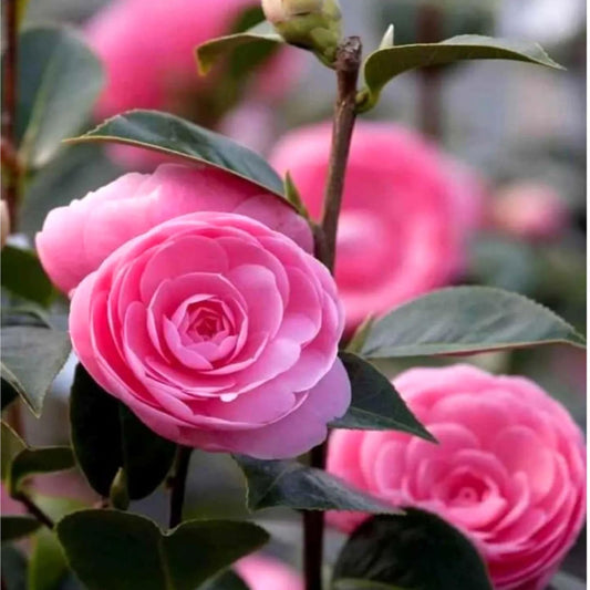 Pink Perfection Camellia Plant Form and Foliage