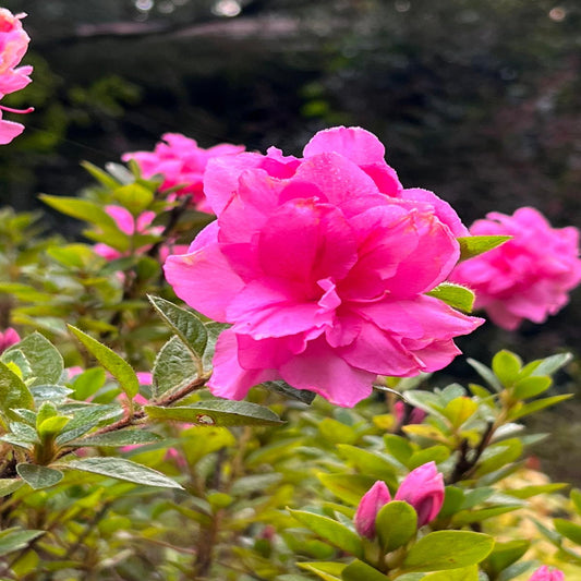 Encore Azalea Autumn Carnation in full bloom