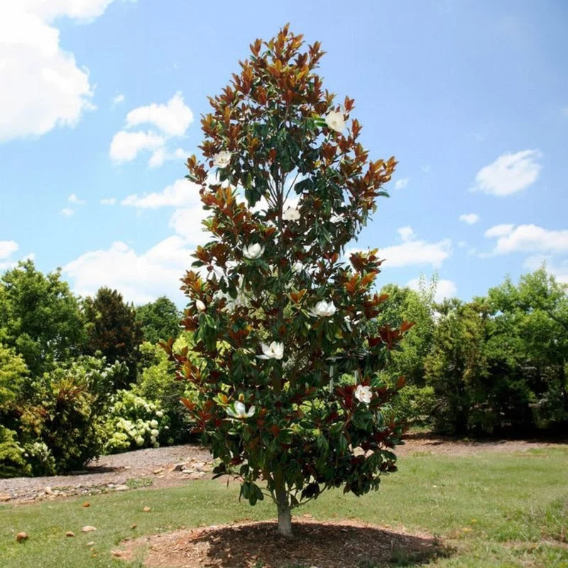 Little Gem Dwarf Magnolia tree full view