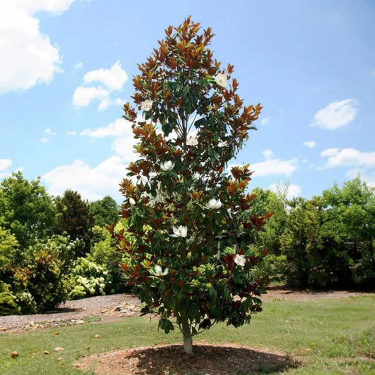 Little Gem Dwarf Magnolia tree full view