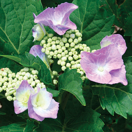 Cabbage Patch Hydrangea shrub in full bloom with rich pink blossoms in the garden