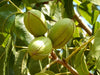 Pecans