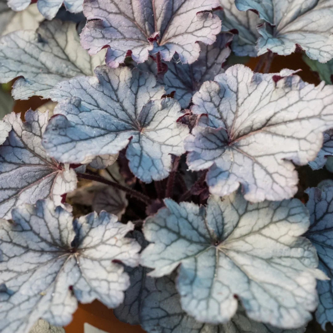 Heuchera 'Indian Summer Huckleberry'