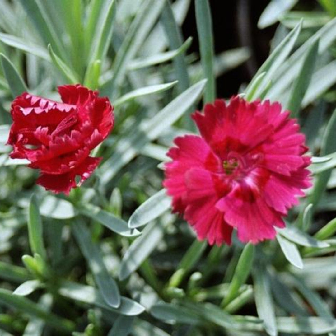 Dianthus 'Fire Star' Fire Star Dianthus