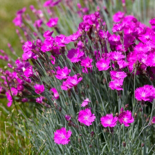 Dianthus Firewitch flowering plant close-up