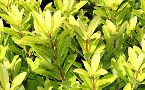 Florida Sunshine -Leaves Are Golden Yellow To Cream In Fall and Winter