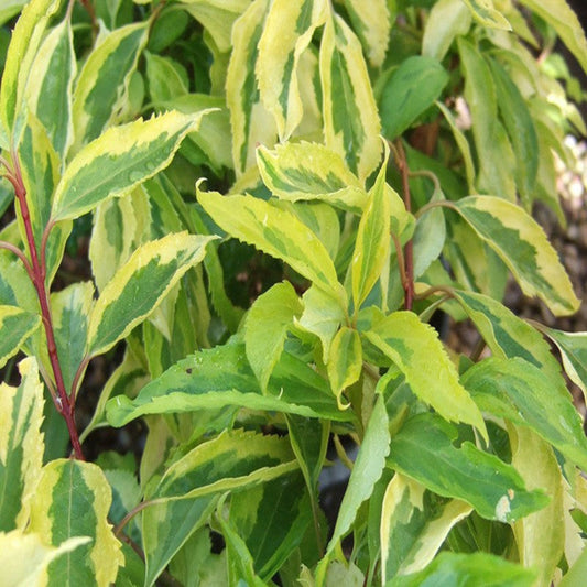 (1 Gallon) Golden Times Forsythia Fast and Moderate Growing Shrub