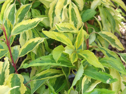 Golden Times Forsythia Fast and Moderate Growing Shrub ( Spring Pre-Order ) - 2 Gallon