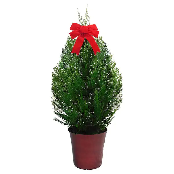 Arizona Sapphire Cypress Tree live evergreen Christmas plant