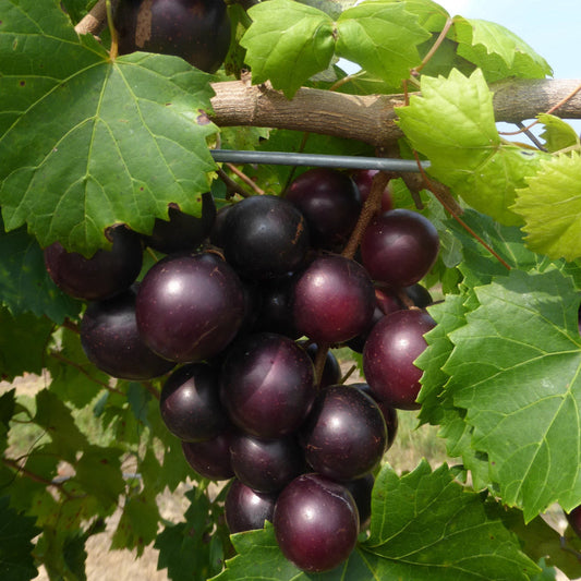 Fresh black Eudora muscadine grapes growing on the vine with rich color and natural sweetness
