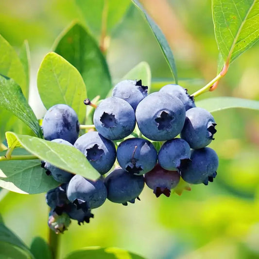 Brightwell Rabbiteye Blueberry Bush – Southern Blueberry | Zones 6–9 live plant for landscaping and home gardens