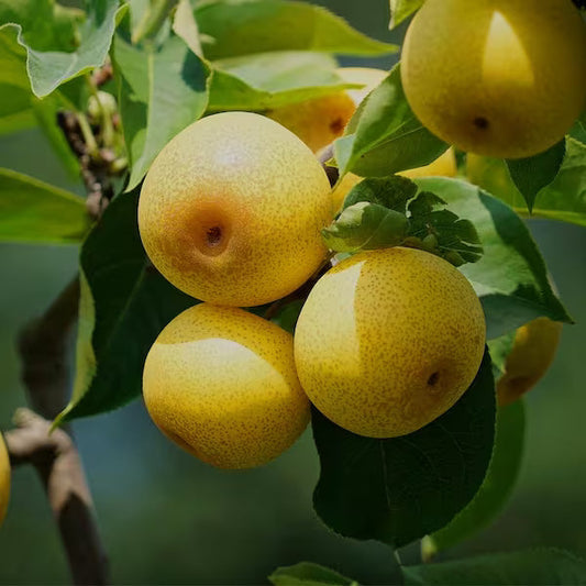 Asian Pear Tree Plant with multiple fruits in different stages of growth
