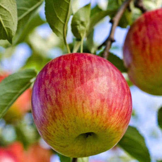 The Fuji Apple Tree produces Crisp, Sweet Red Fuji Apples