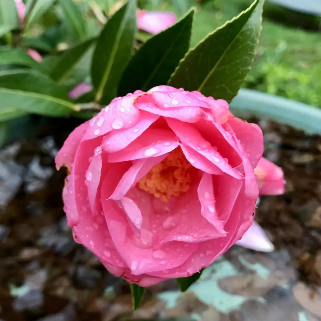 homeandgardensforless.com