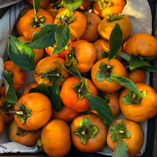 Fresh Fuyu persimmons harvested and grouped together