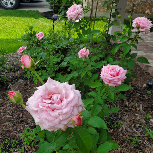 Nursery-grown Belinda’s Dream Rose in a gallon pot ready for home planting.