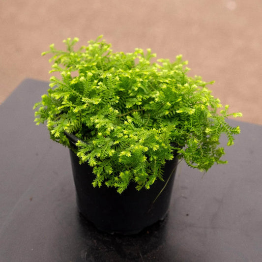 Selaginella kraussiana 'Aurea' – evergreen
