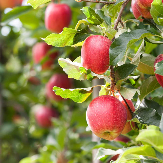 Malus domestica Gala apple tree in nursery pot