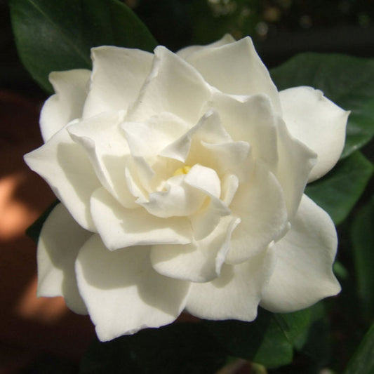 Crown Jewel Gardenia – evergreen shrub