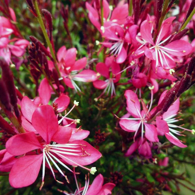 Gaura Whiskers Deep Rose