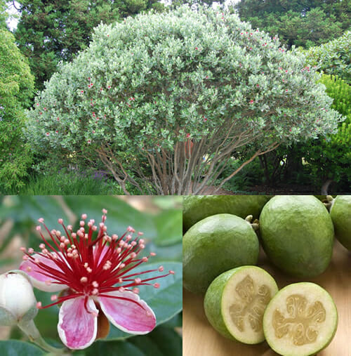 Pineapple Guava