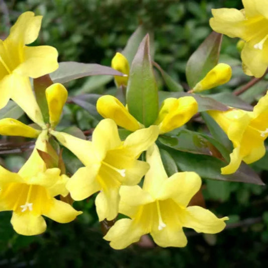 Gelsemium sempervirens hardy evergreen climber