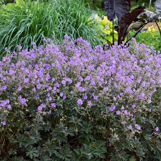 Geranium pratense 'Boom Chocolatta'