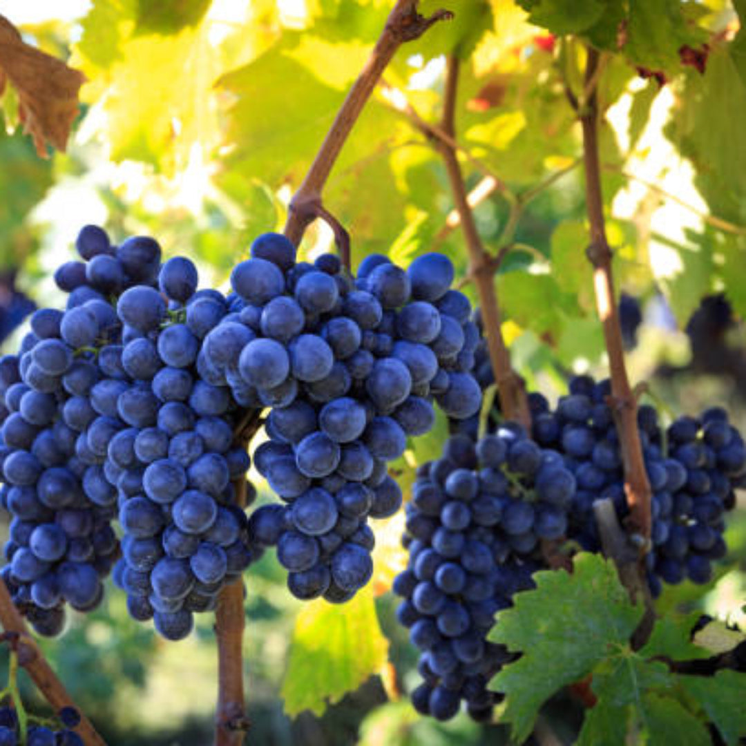 Cabernet Sauvignon grapes developing color on summer vine