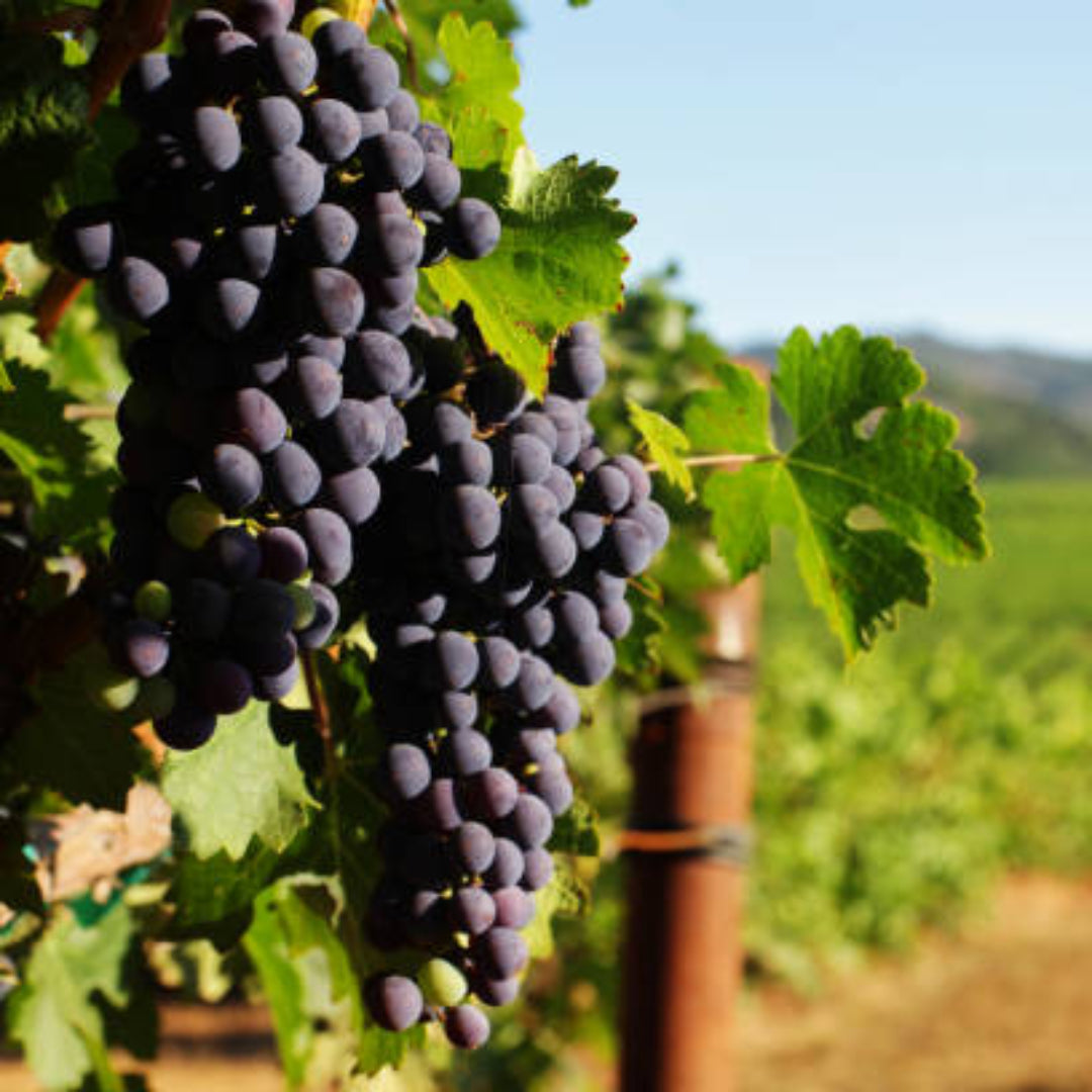 Cabernet Sauvignon grapevine showing ripe fruit in vineyard