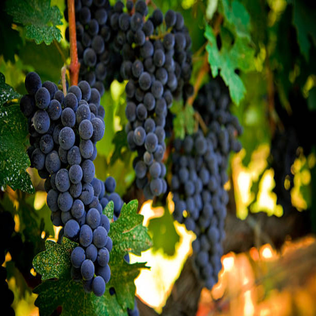 Cabernet Sauvignon grape bunches hanging on healthy vine