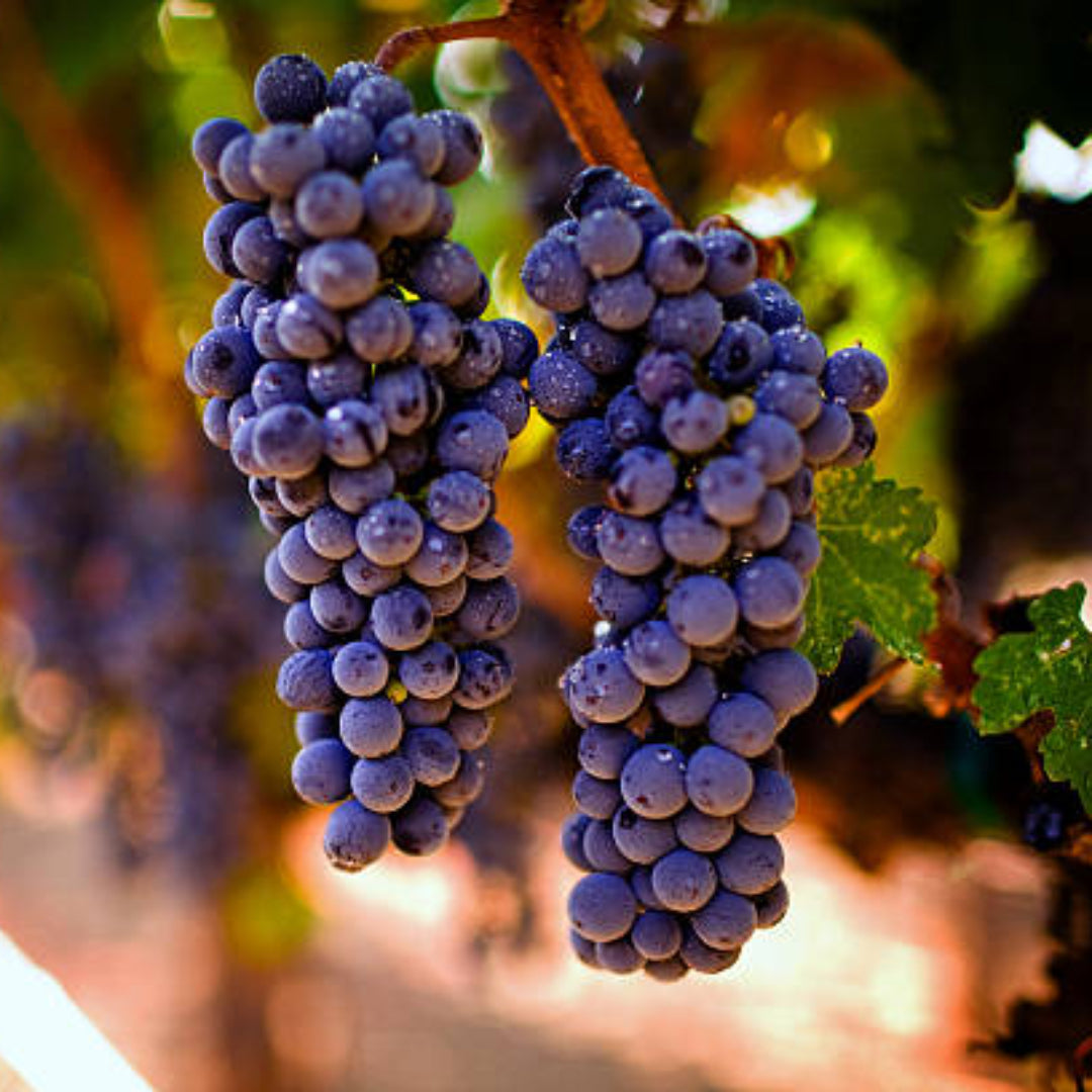 Deep red Cabernet Sauvignon grapes ready for harvest