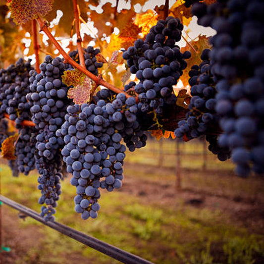 Close-up of Cabernet Sauvignon grapes growing on vineyard vine