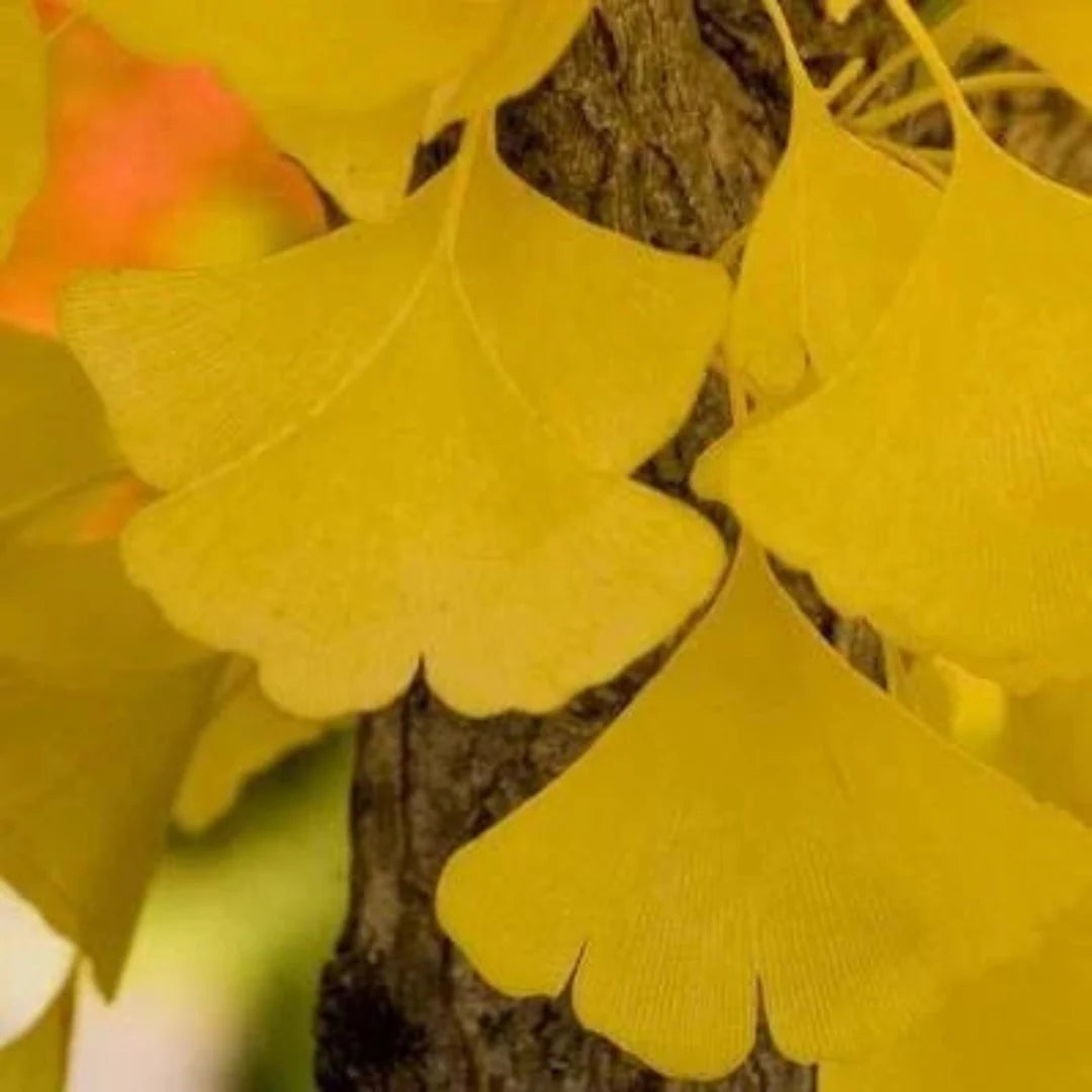 Princeton Sentry Male Ginkgo – Tall Columnar Non-Fruiting Living Fossil (Ginkgo biloba 'Princeton Sentry')