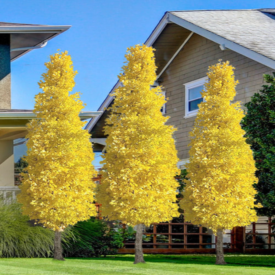 Sky Tower Ginkgo Tree – tree