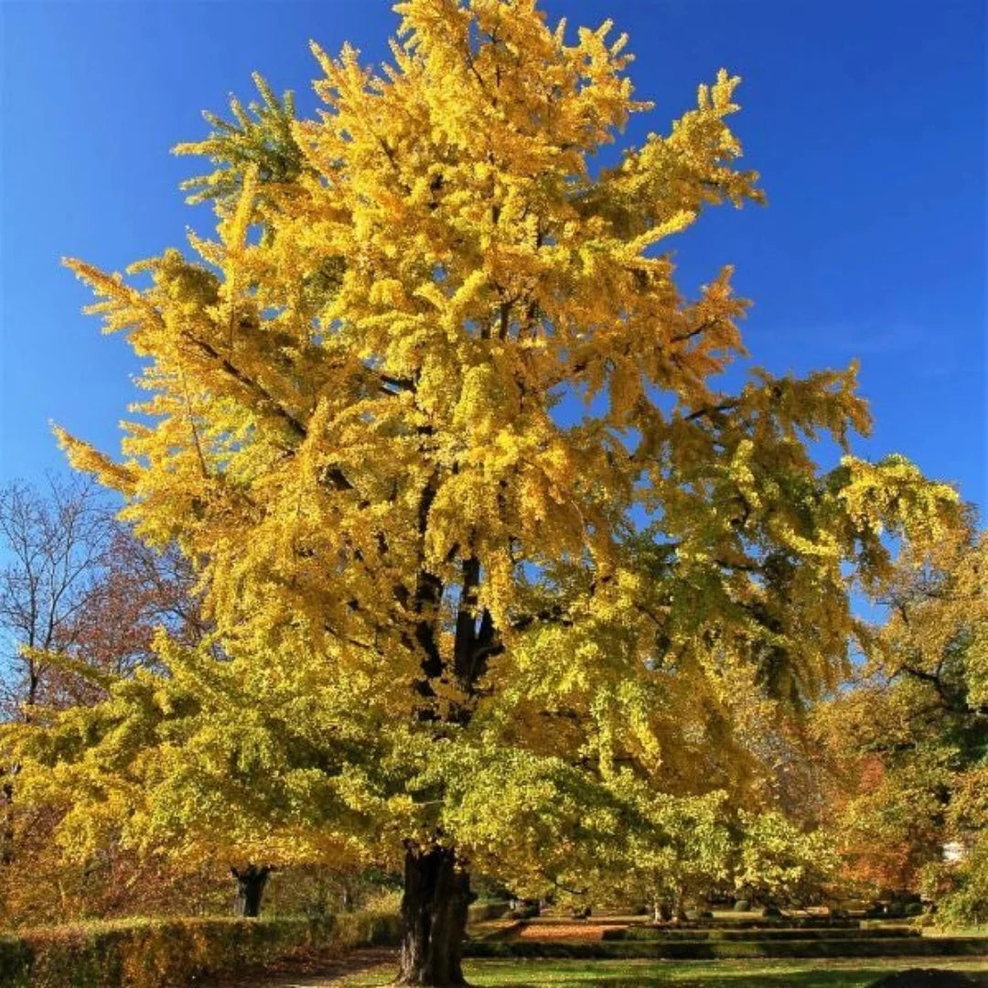Princeton Sentry Male Ginkgo – Tall Columnar Non-Fruiting Living Fossil (Ginkgo biloba 'Princeton Sentry')