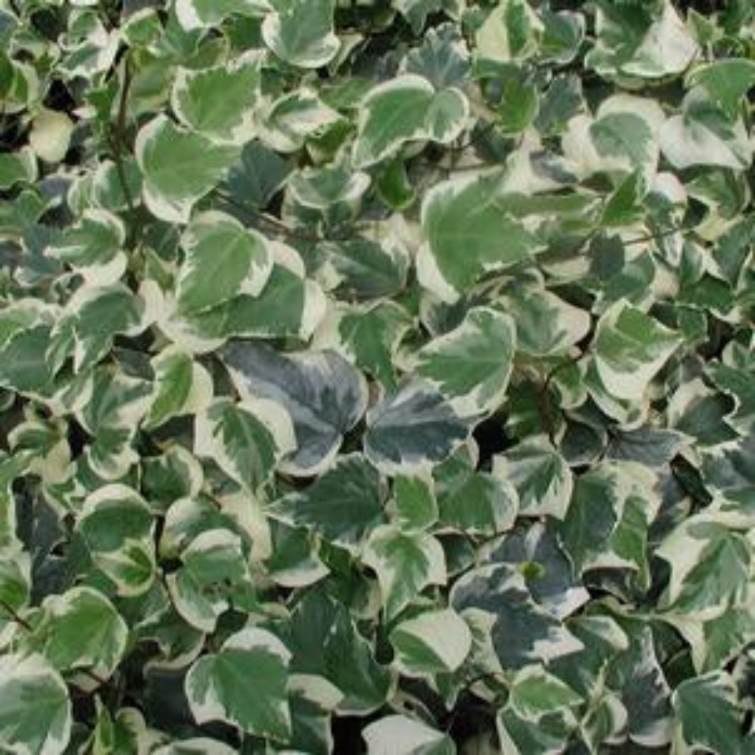 Hedera Algeriensis 'Gloire De Marengo Ivy'