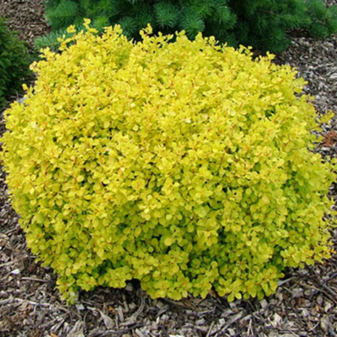 homeandgardensforless.com