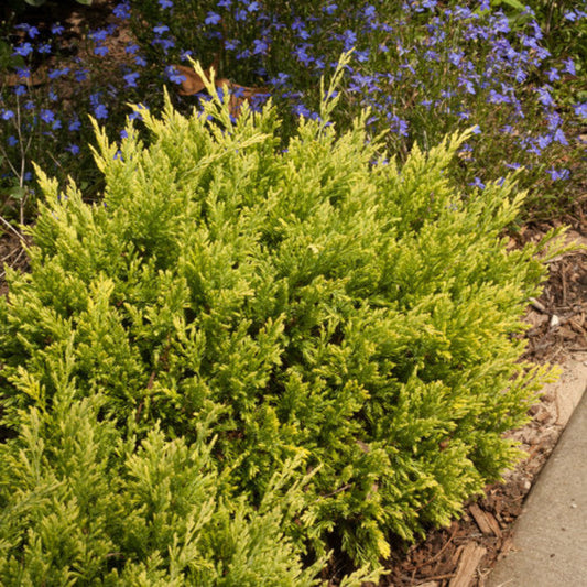 Gold Juniper – shrub